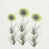 Aliums