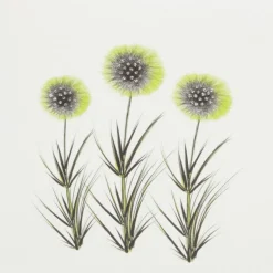 Aliums